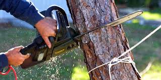 Why Choose Our Tree Removal Services in Raymore, MO?