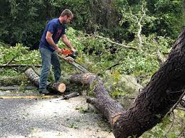 Tree and Shrub Care in Raymore, MO