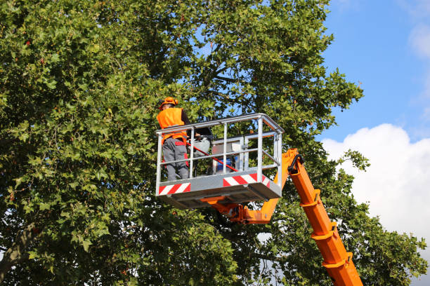 Best Tree Cabling and Bracing  in Rayre, MO